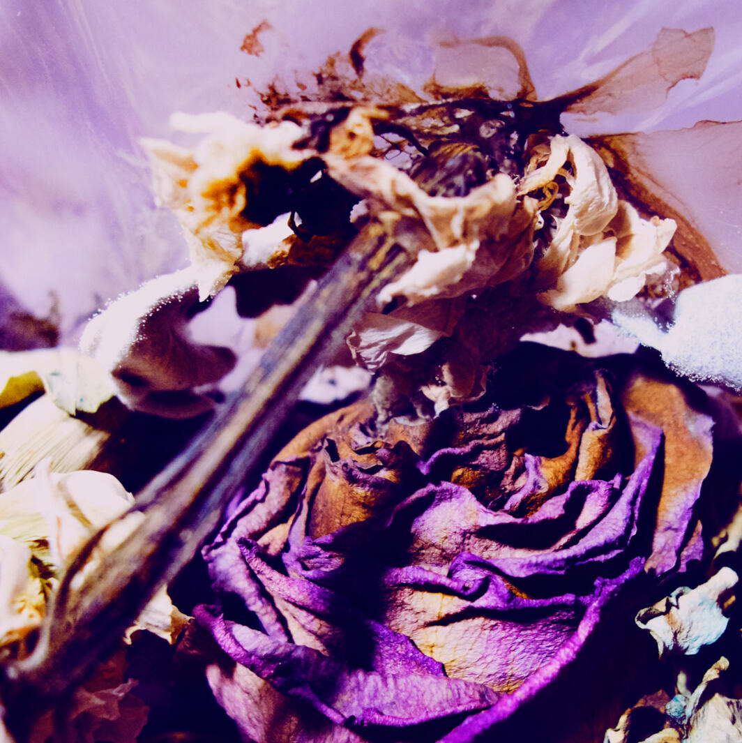Withered Blooms 2018